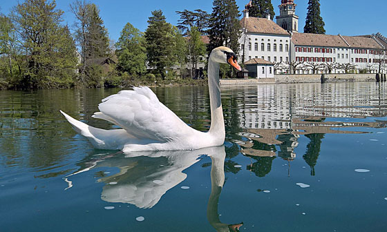 Klosterinsel Rheinau